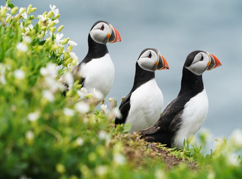 Puffins nest on the Farne Islands in Northumberland as the National Trust staff undertake the now annual puffin census