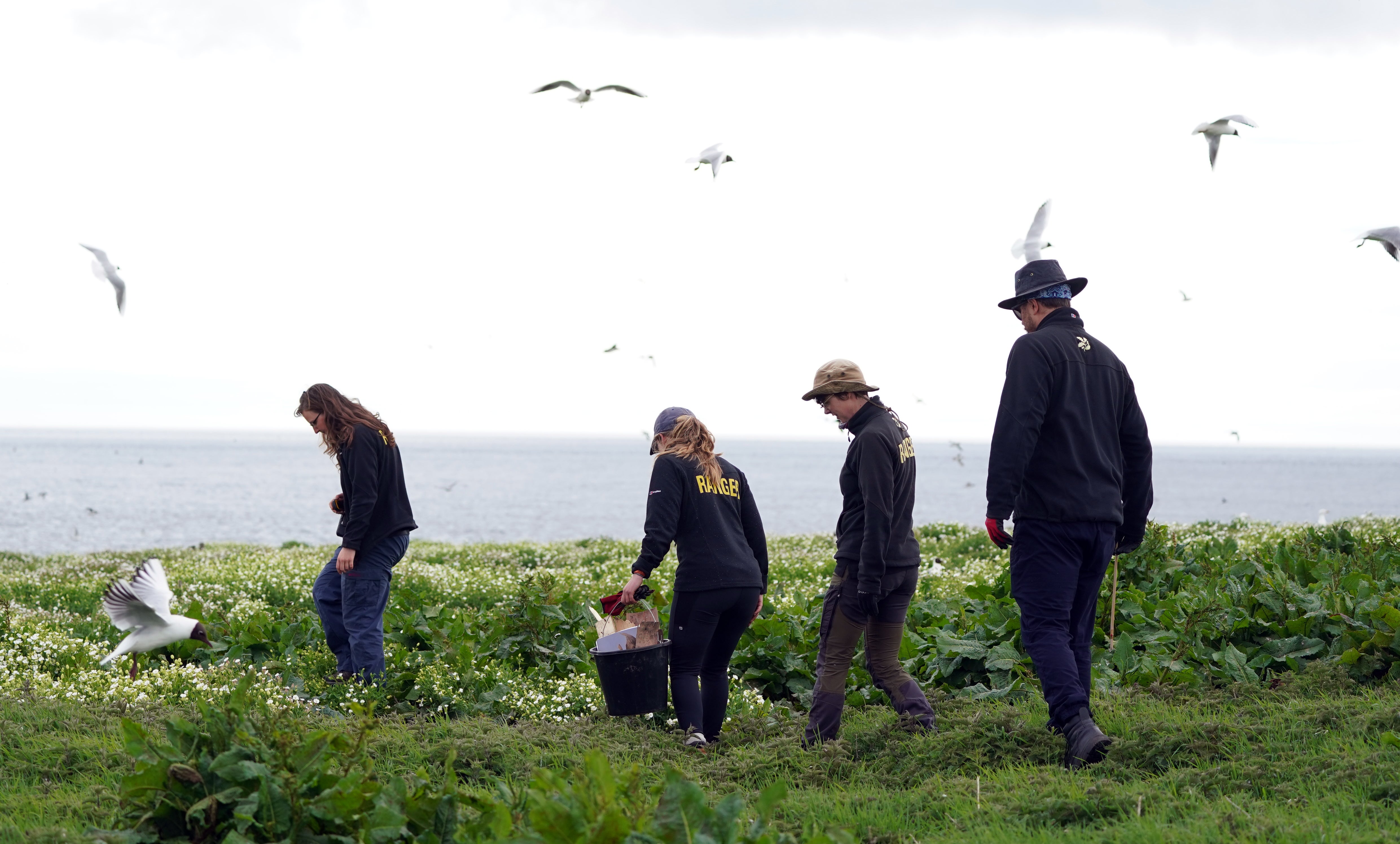 National Trust staff undertake the now annual puffin census on the remote Farne Islands in Northumberland (Owen Humphreys/PA)