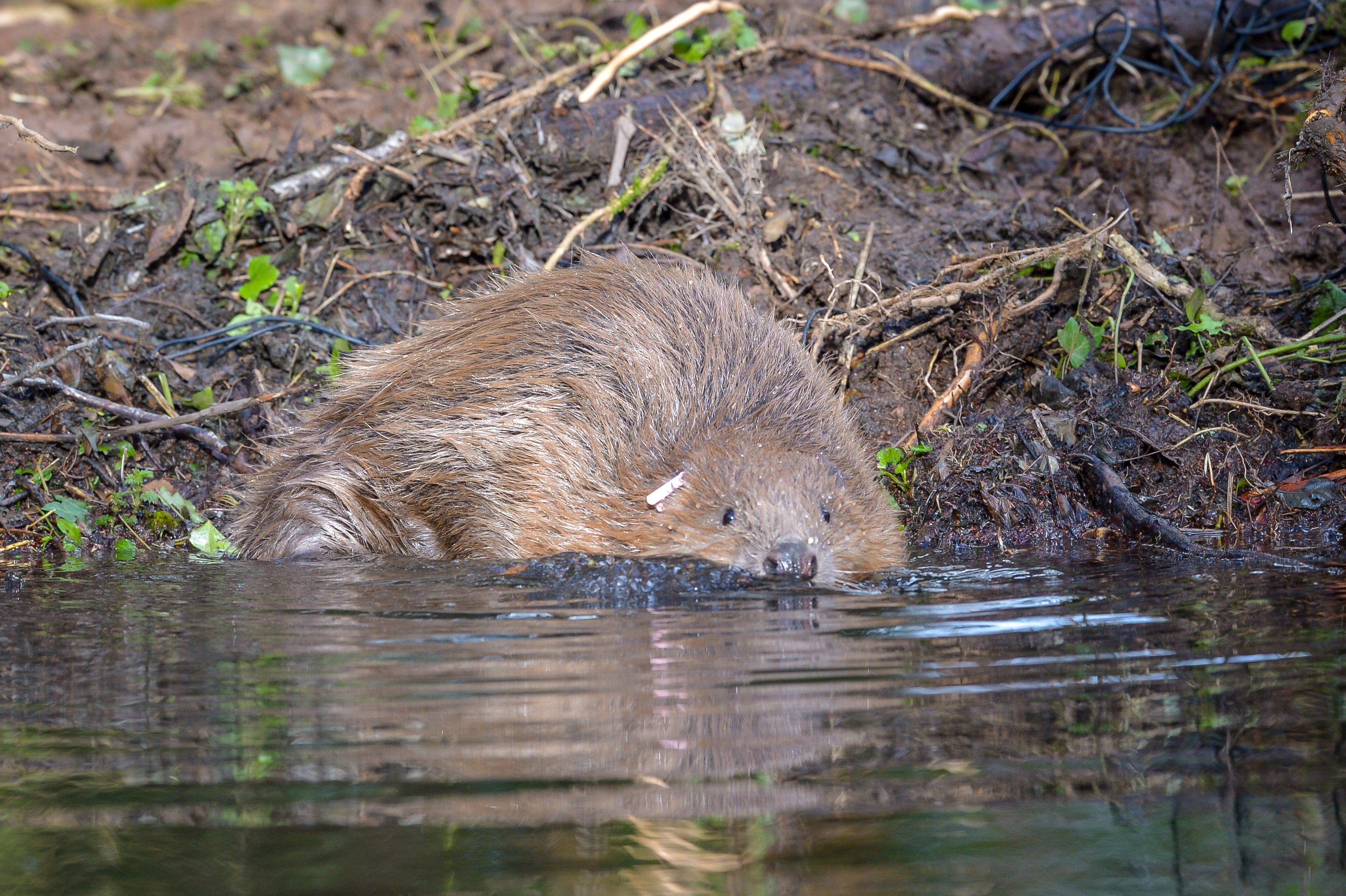 Beavers have returned to rivers and enclosures across Britain (Ben Birchall/PA)