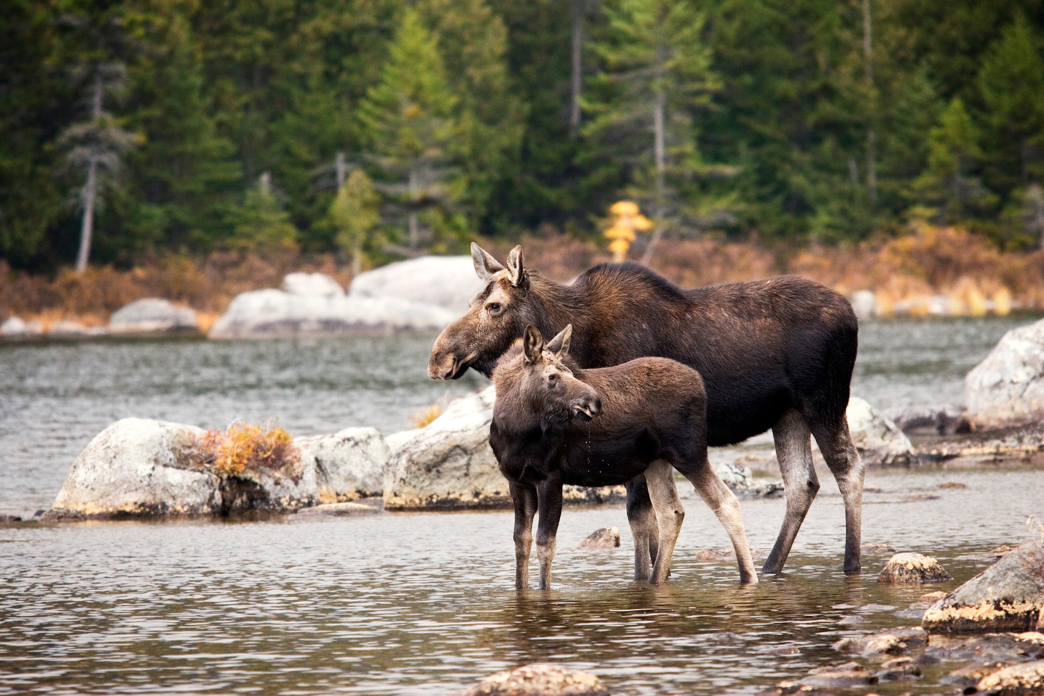 Parasitic nematode infects a large range of wild and domestic herbivores, such as moose and elk