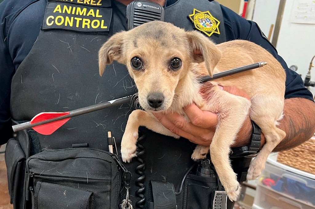 Chihuahua found with arrow through neck expected to survive