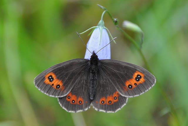 Scotch Argus is now listed as vulnerable to extinction (Tim Melling/Butterfly Conservation/PA)