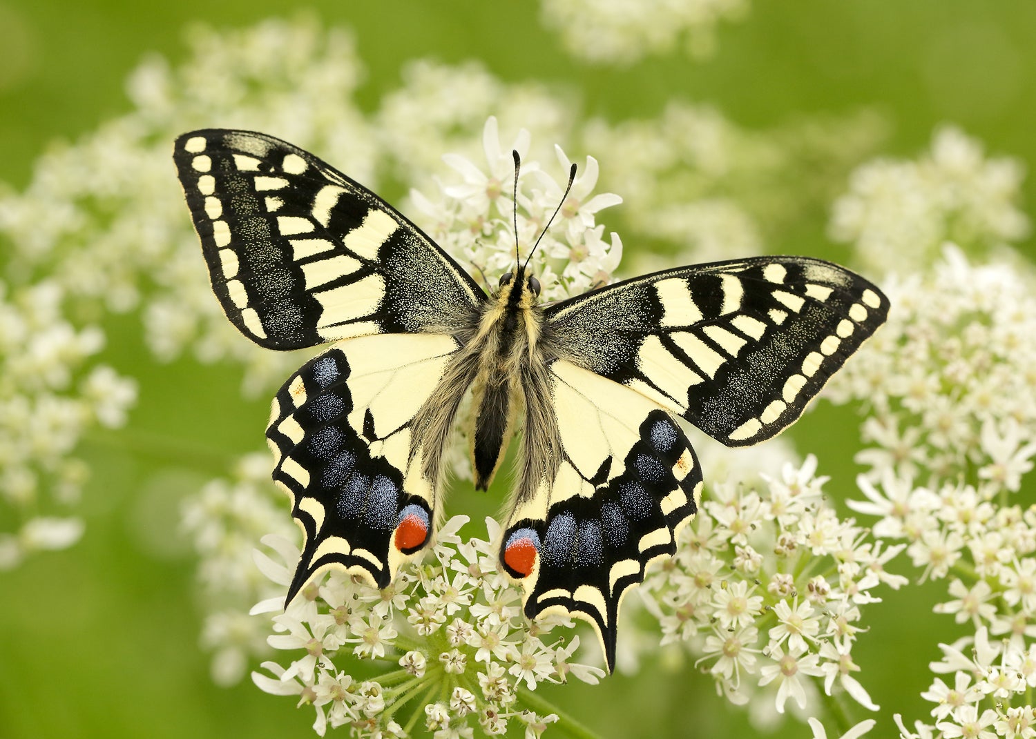 Swallowtail butterflies have seen their status worsen to ‘vulnerable’ (Iain H Leach/Butterfly Conservation/PA)