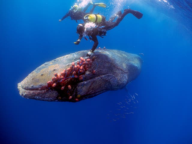 <p>Buzos españoles tratan de cortar una red de deriva ilegal de una ballena jorobada de 12 metros de largo, que se enredó en ella cerca de la playa de Cala Millor en la isla balear de Mallorca, España, el 20 de mayo de 2022</p>