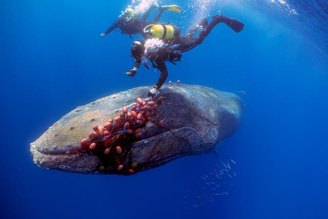 <p>Buzos españoles tratan de cortar una red de deriva ilegal de una ballena jorobada de 12 metros de largo, que se enredó en ella cerca de la playa de Cala Millor en la isla balear de Mallorca, España, el 20 de mayo de 2022</p>