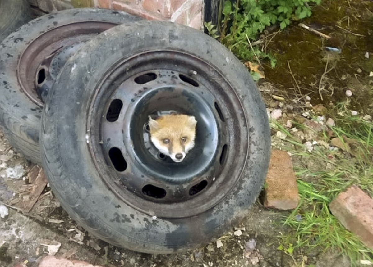 Fox cub rescued by firefighters after getting stuck inside car tyre