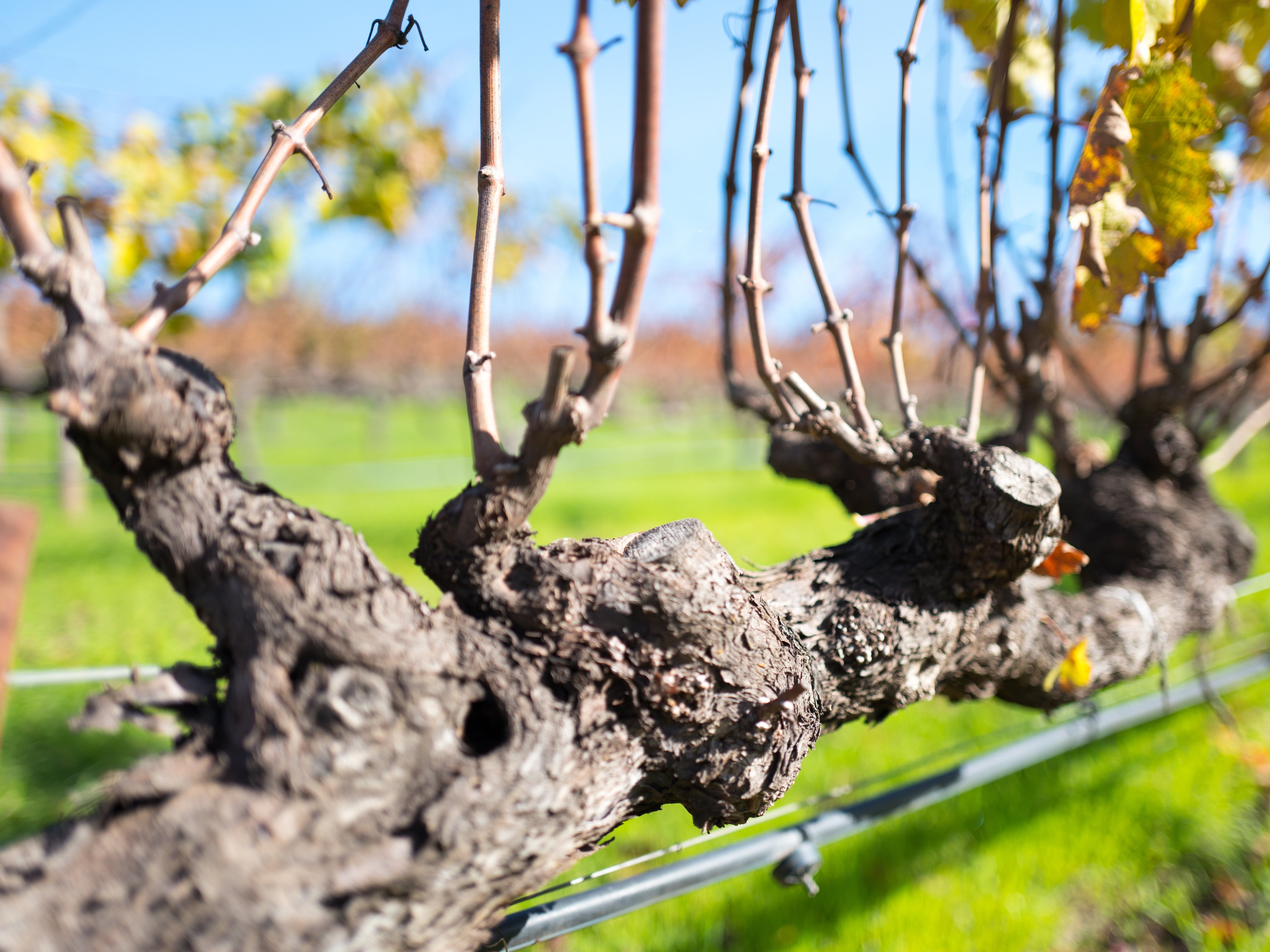 A grapevine in California