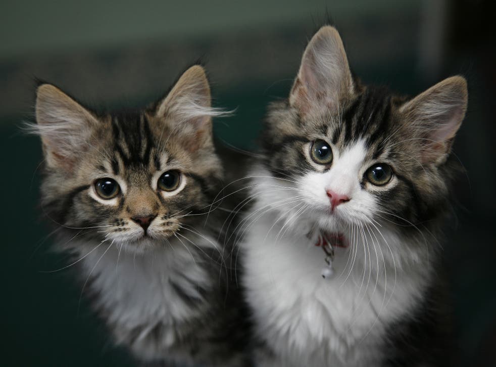 The boss of Pets at Home has said cash-strapped households would rather cut back on eating out and buying a new car before spending less on their furry friends (Nicholas.T.Ansell/PA)