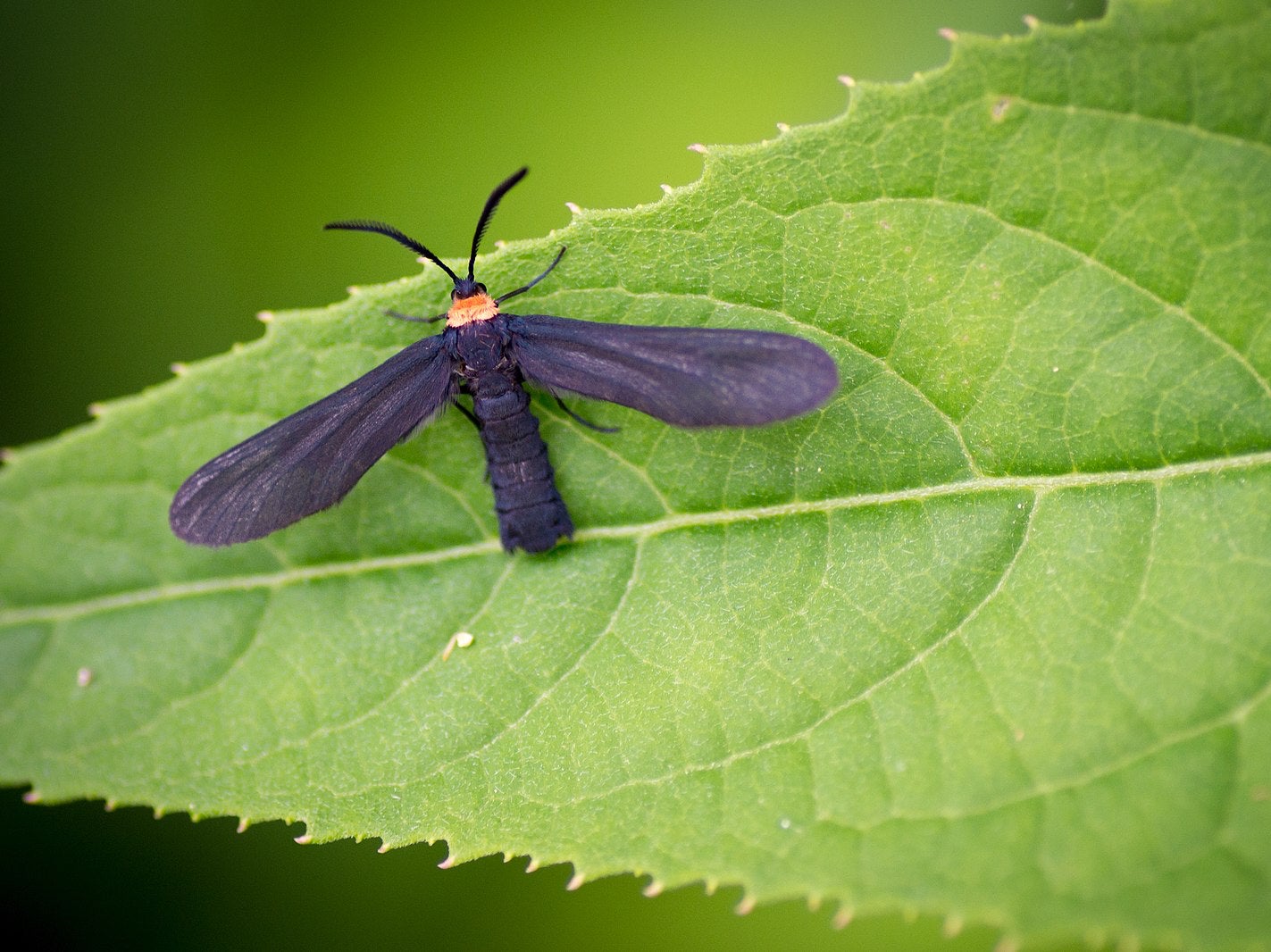A grappleaf skeletonizer moth has been sighted in California, where it is an invasive species.