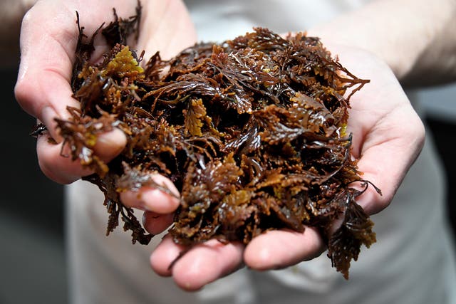 <p>Often misunderstood, seaweed has far-reaching uses </p>