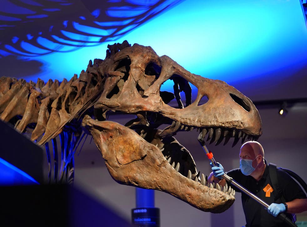 Researchers find that most dinosaurs were warm-blooded (Owen Humphreys/PA)