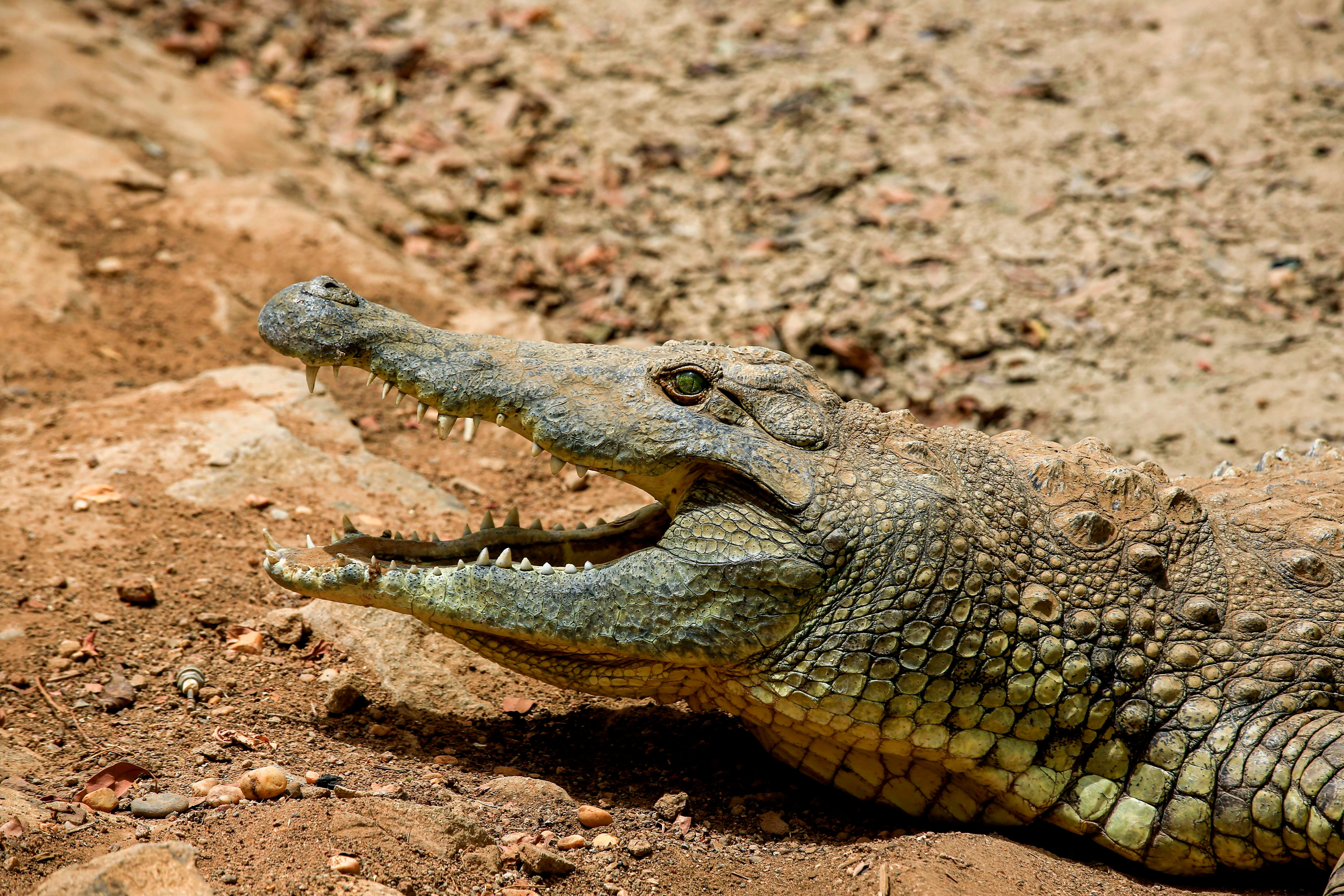 <p>A Nile crocodile shows its teeth</p>