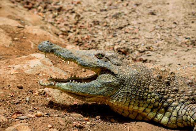 <p>A Nile crocodile shows its teeth</p>
