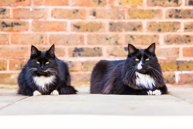 Jasper and Willow work at St Peter & St James Hospice in Haywards Heath (Ciaran McCrickard/PA)