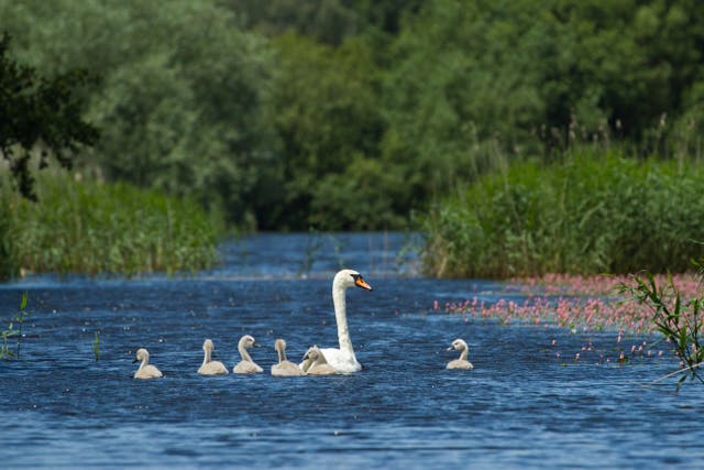 Swans in the Somerset Levels (Guy Edwardes/2020 Vision/PA)