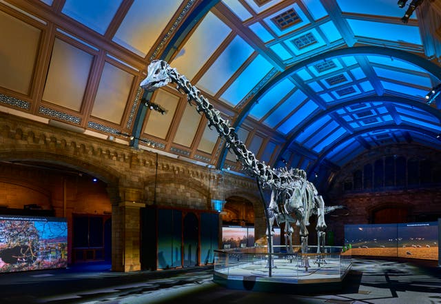<p>The famous Dippy the Dinosaur has toured the UK</p>