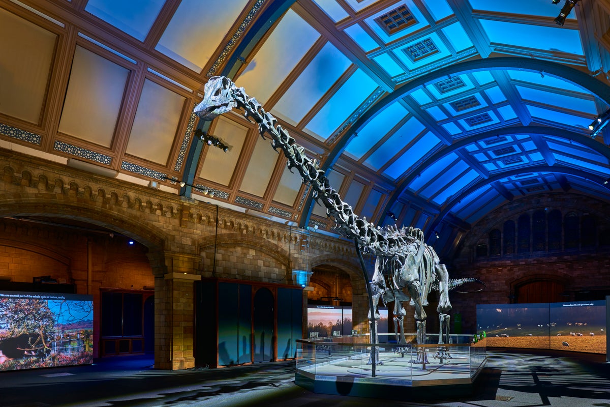 The big reason why we love Dippy the Dinosaur so much