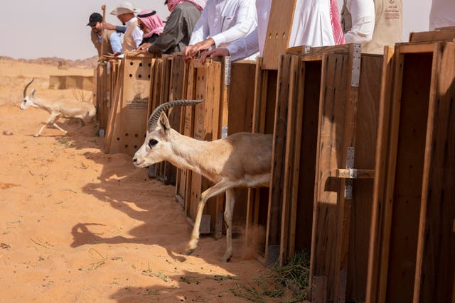 <p>Wildlife is released at a nature reserve in Saudi Arabia </p>