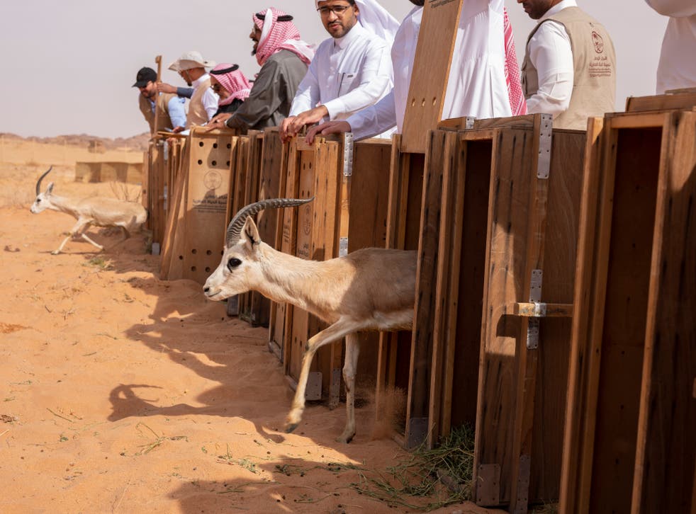 

<p><strong>How to Rewild a Desert, step 3: Release… Native animal species that have become extinct or endangered in the area are being brought back, including idmi gazelles (shown), Nubian ibex, Arabian oryx and red-necked ostriches</strong></p>
<p>” height=”6192″ width=”8256″ layout=”responsive” class=”i-amphtml-layout-responsive i-amphtml-layout-size-defined” i-amphtml-layout=”responsive”><i-amphtml-sizer slot=