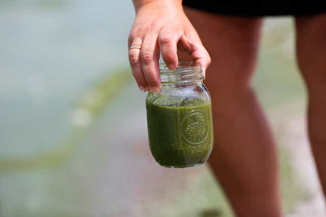 <p>A person holds a jar of water filled with toxic cyanobacteria during a 2014 bloom that threatened drinking water in Toledo, Ohio</p>