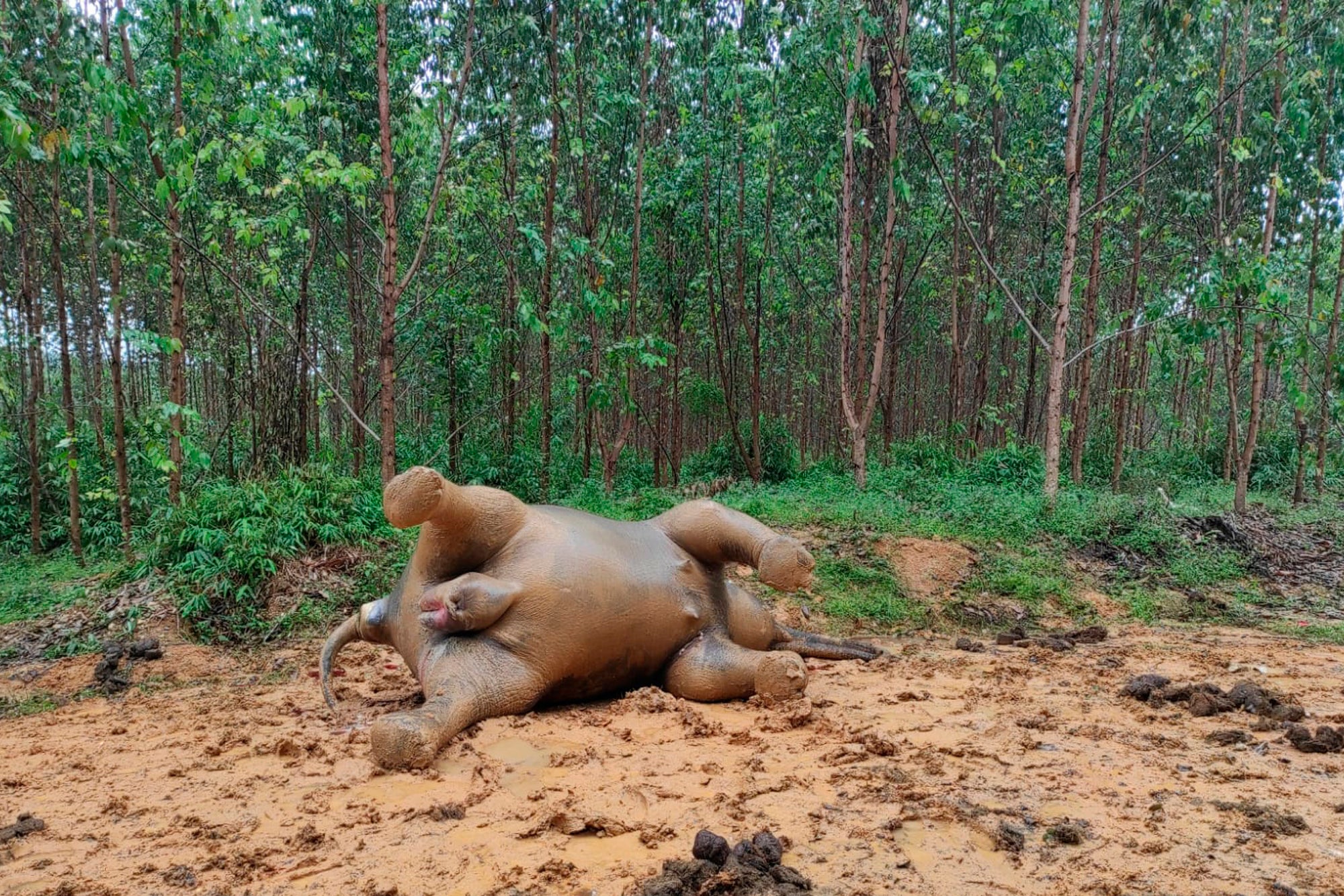 The elephant was found dead near a palm plantation in Riau province in Sumatra, Indonesia