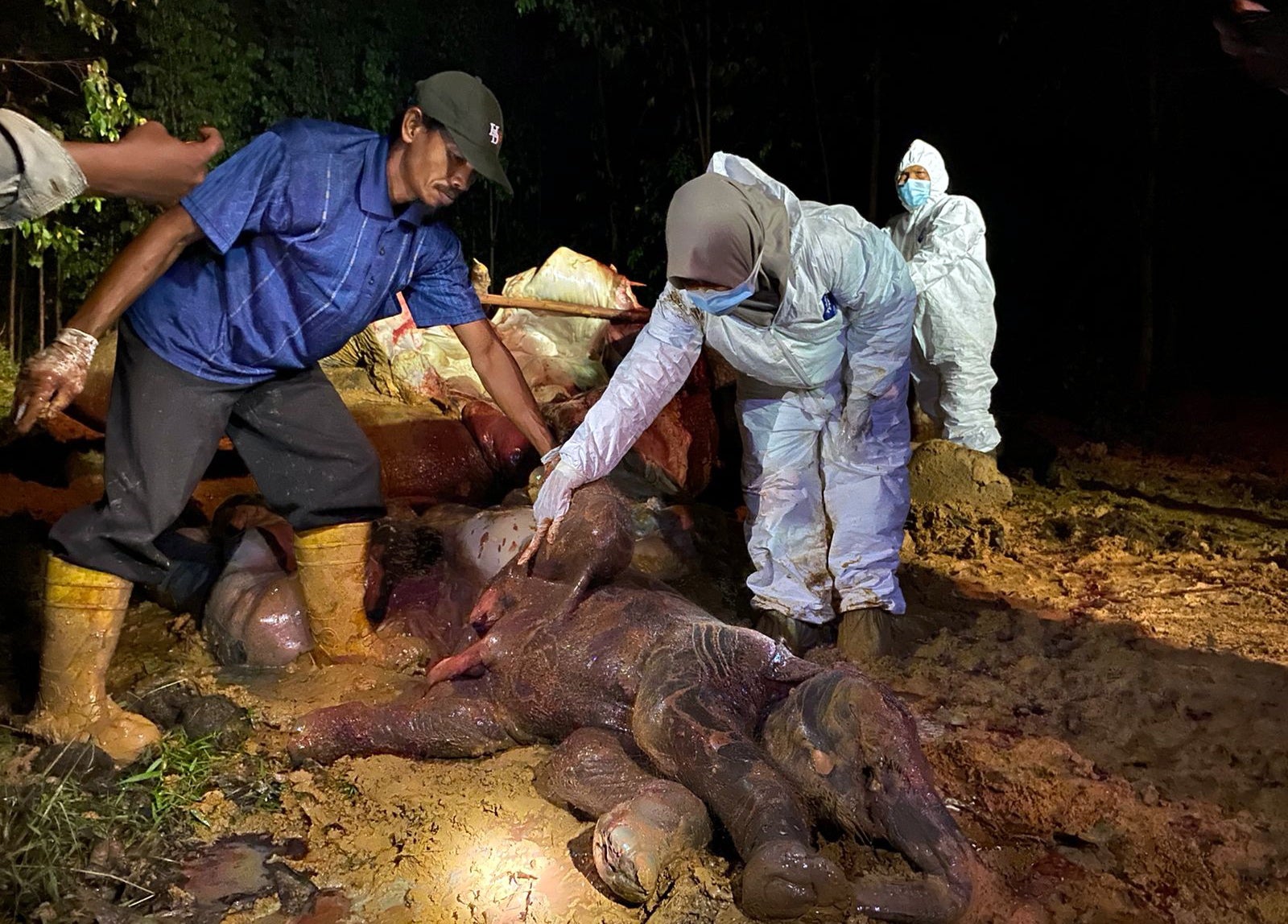 Officials investigating the carcass of a Sumatran elephant and unborn baby
