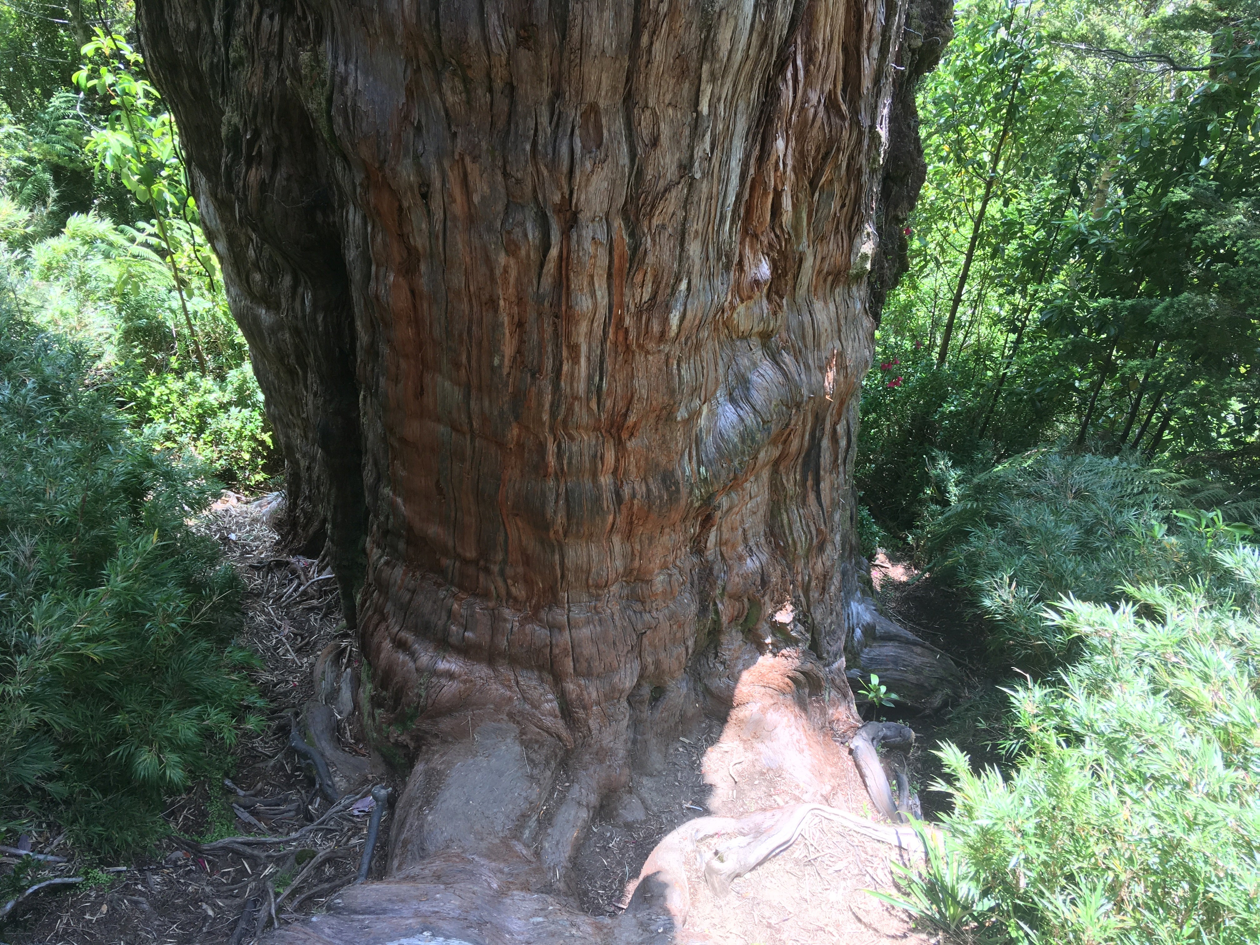 The great grandfather’s age beats the current record-holder of a bristlecone pine tree aged 4,853 years residing in California