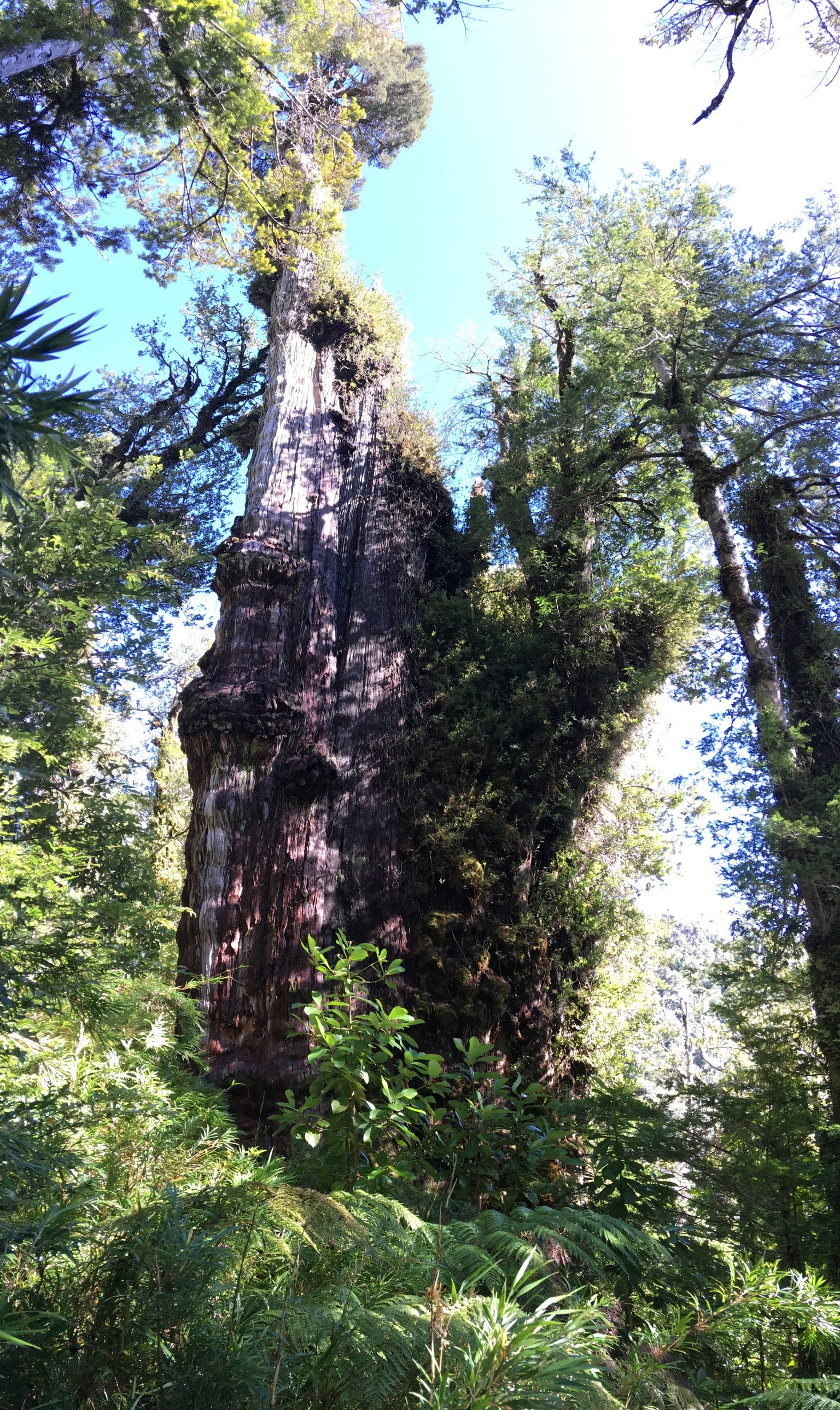 Scientists could not determine the exact age of the tree based on the massive trunk