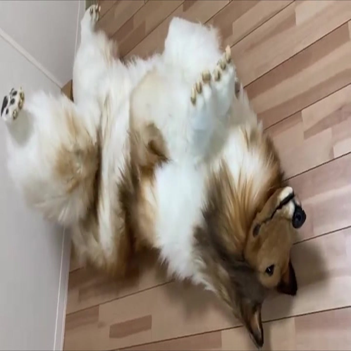 Japanese man spends £12,500 on ultra-realistic dog costume so he can live  like an animal