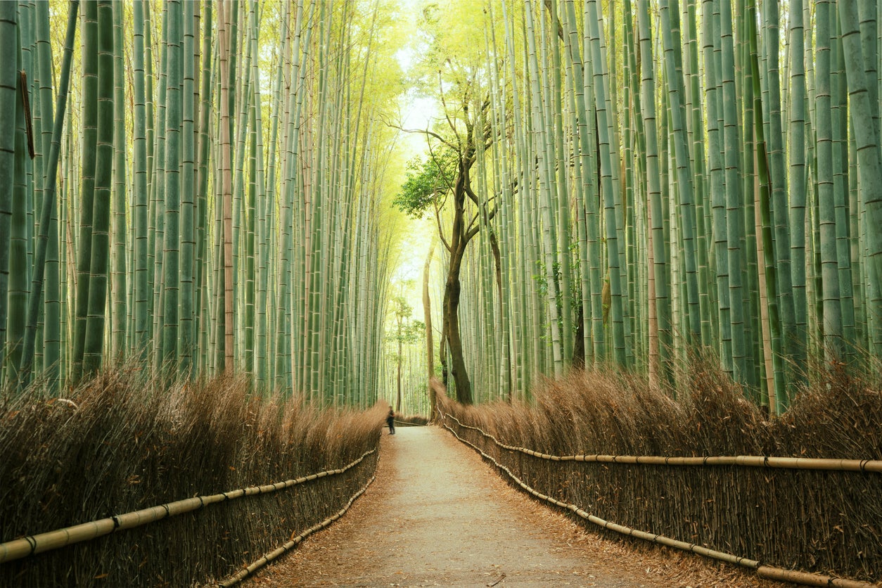 <p>Arashiyama Bamboo Forest in Kyoto, Japan</p>