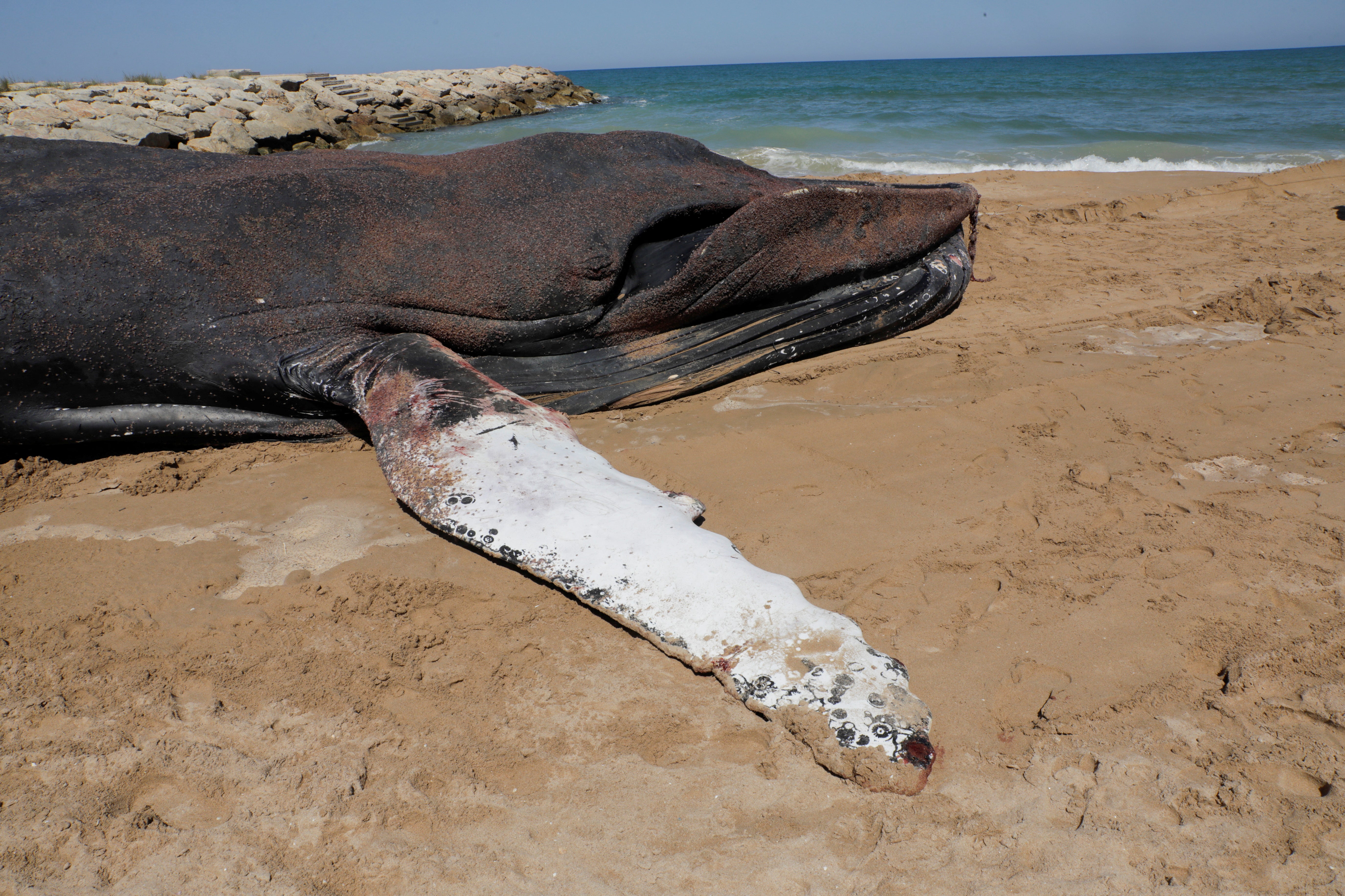The whale suffered several injuries and was extremely weak