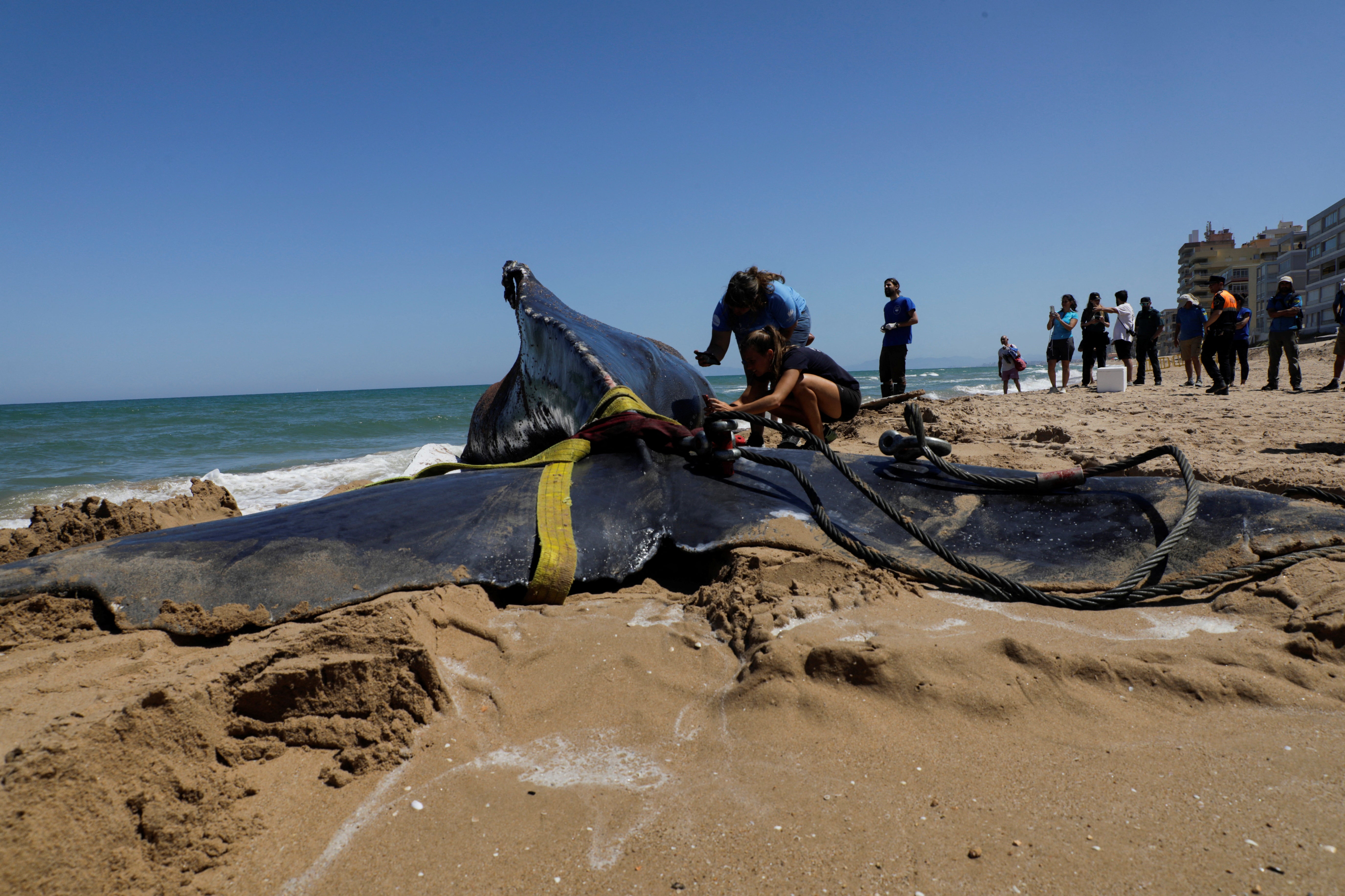 Specialists from the Oceanography Foundation believed it would not survive if returned to the sea