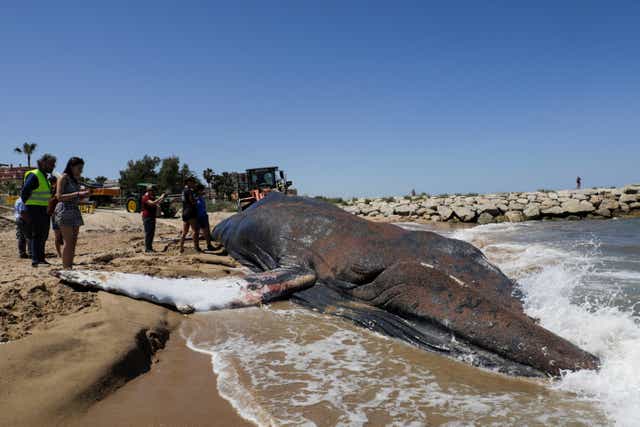 <p>The whale died on Thursday after beaching in Spain  </p>