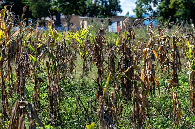 Farmers in Zimbabwe are faced with dead crops because of a drought (Trocaire)