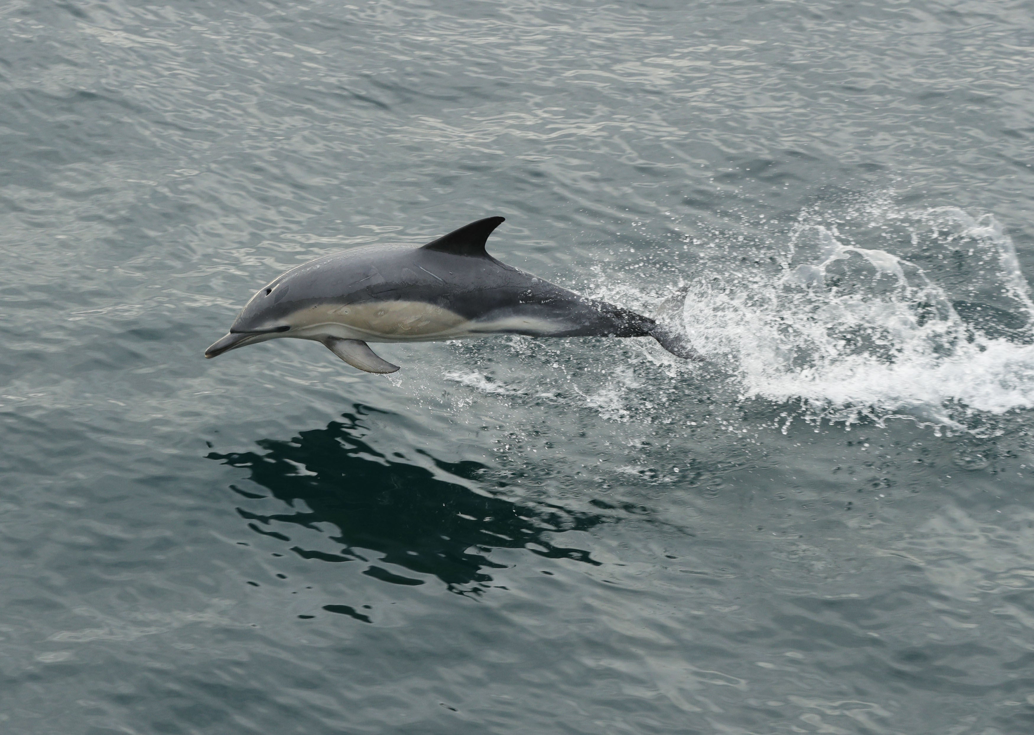 Dolphins are among the marine mammals at risk from the inconsistent research approaches (Yui Mok/PA)