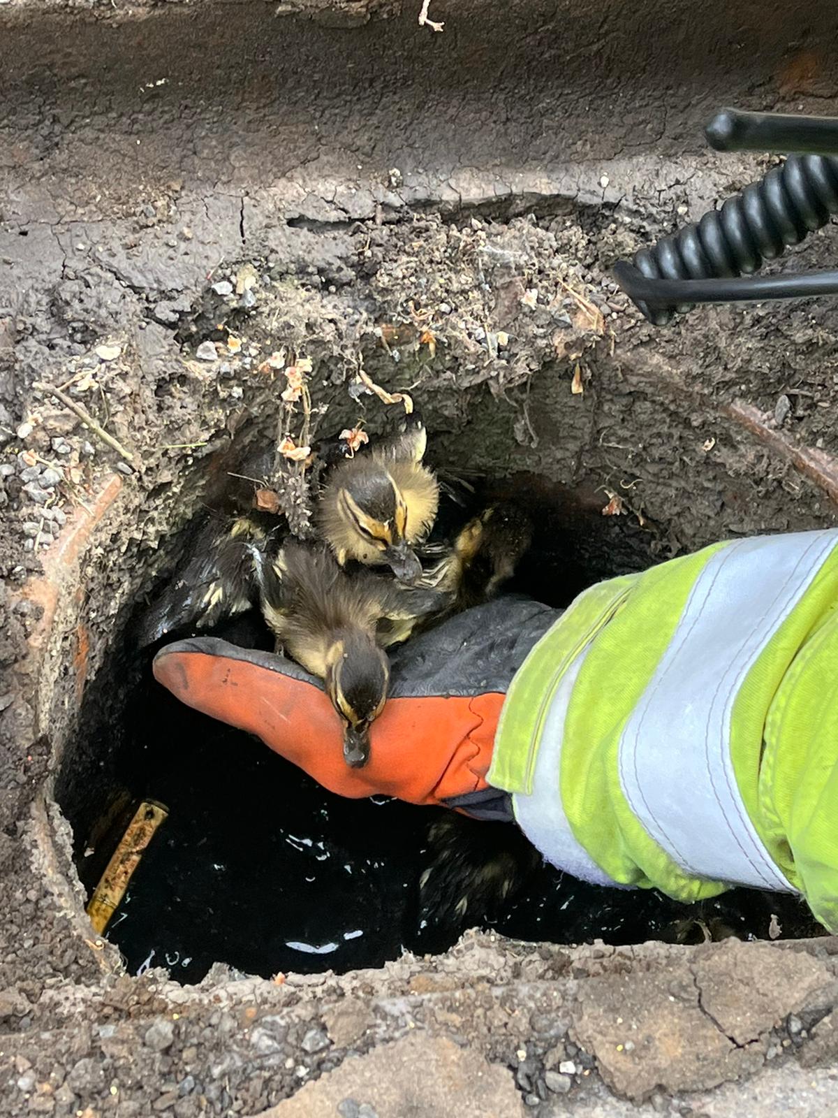Firefighters rescued ducklings trapped down a drain (TWFRS/PA)