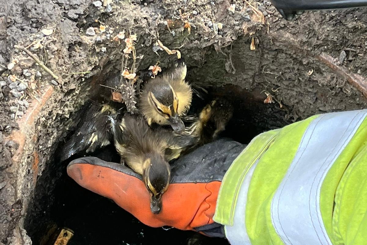 Firefighters rescue seven trapped ducklings from a drain | The Independent