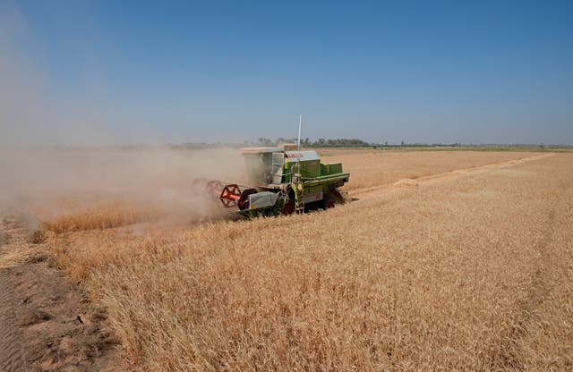 <p>A combine harvester at the middle of a wheat field</p>