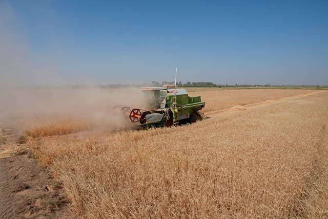 <p>A combine harvester at the middle of a wheat field</p>