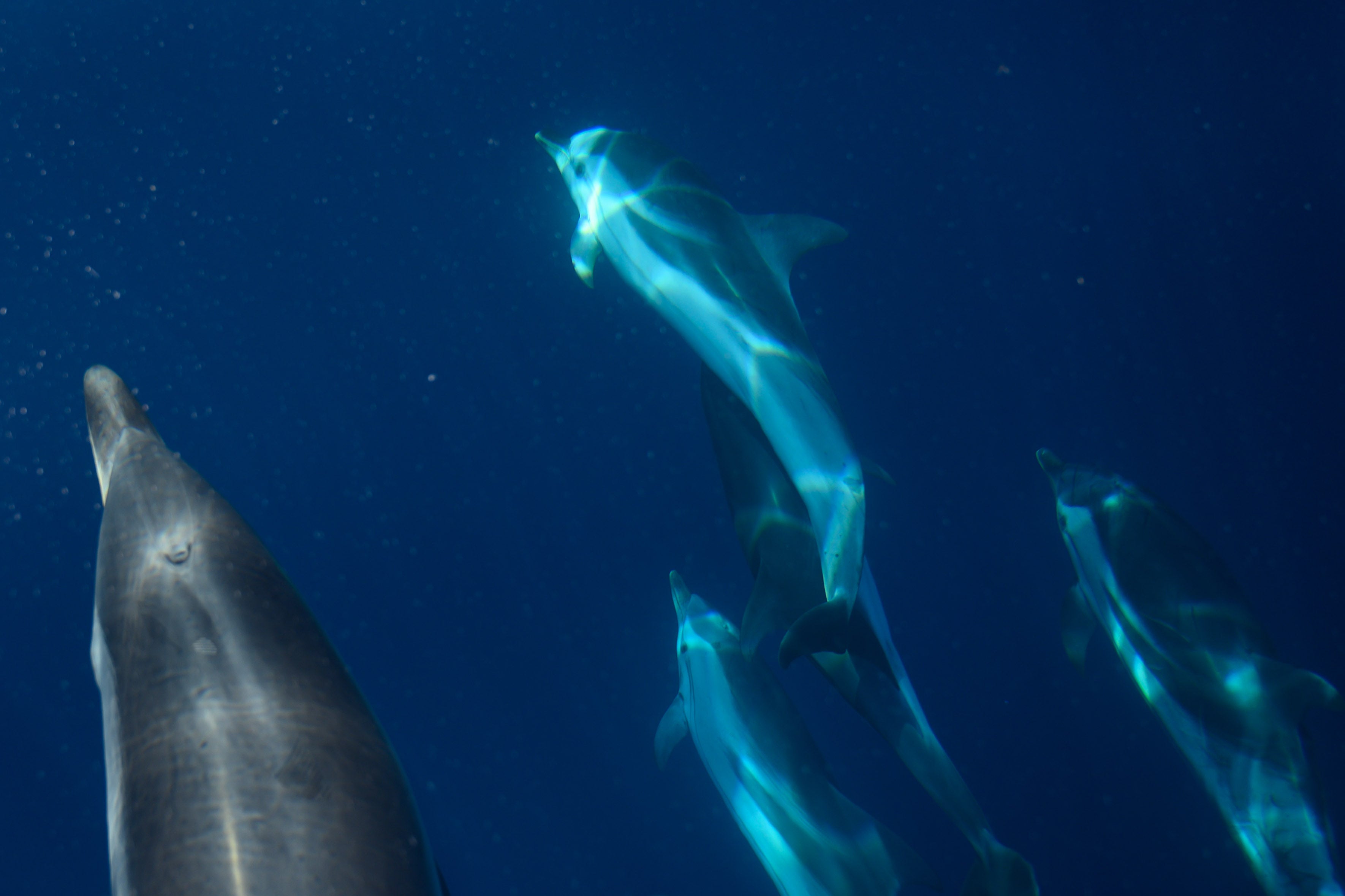 Community matters: Dolphin speech changes based on pod size