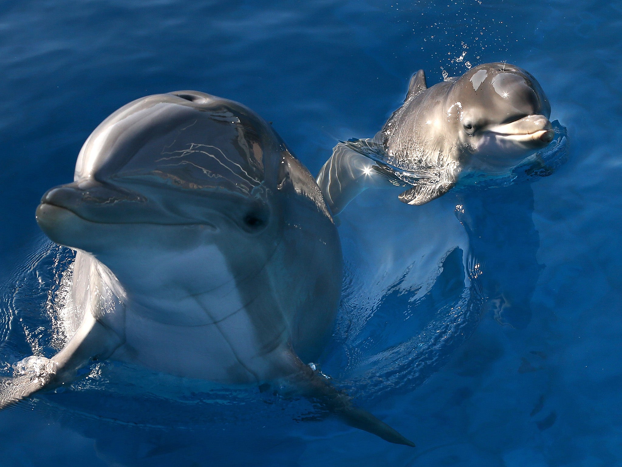 Bottlenosed dolphins speak differently in different parts