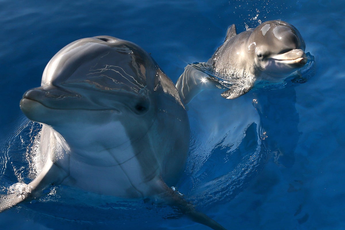 Research reveals dolphins use baby talk and call each other by ‘name’