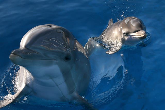 <p>Bottlenosed dolphins speak differently in different parts </p>