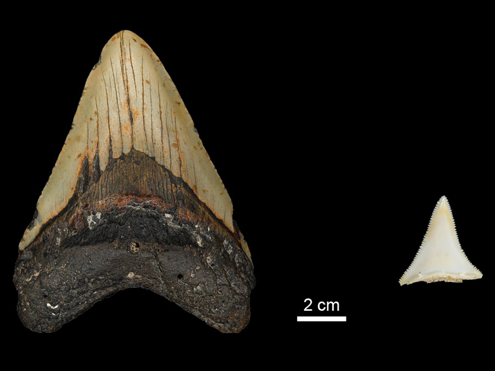 Megalodon could weigh up to 50 tons and reach 65ft in length