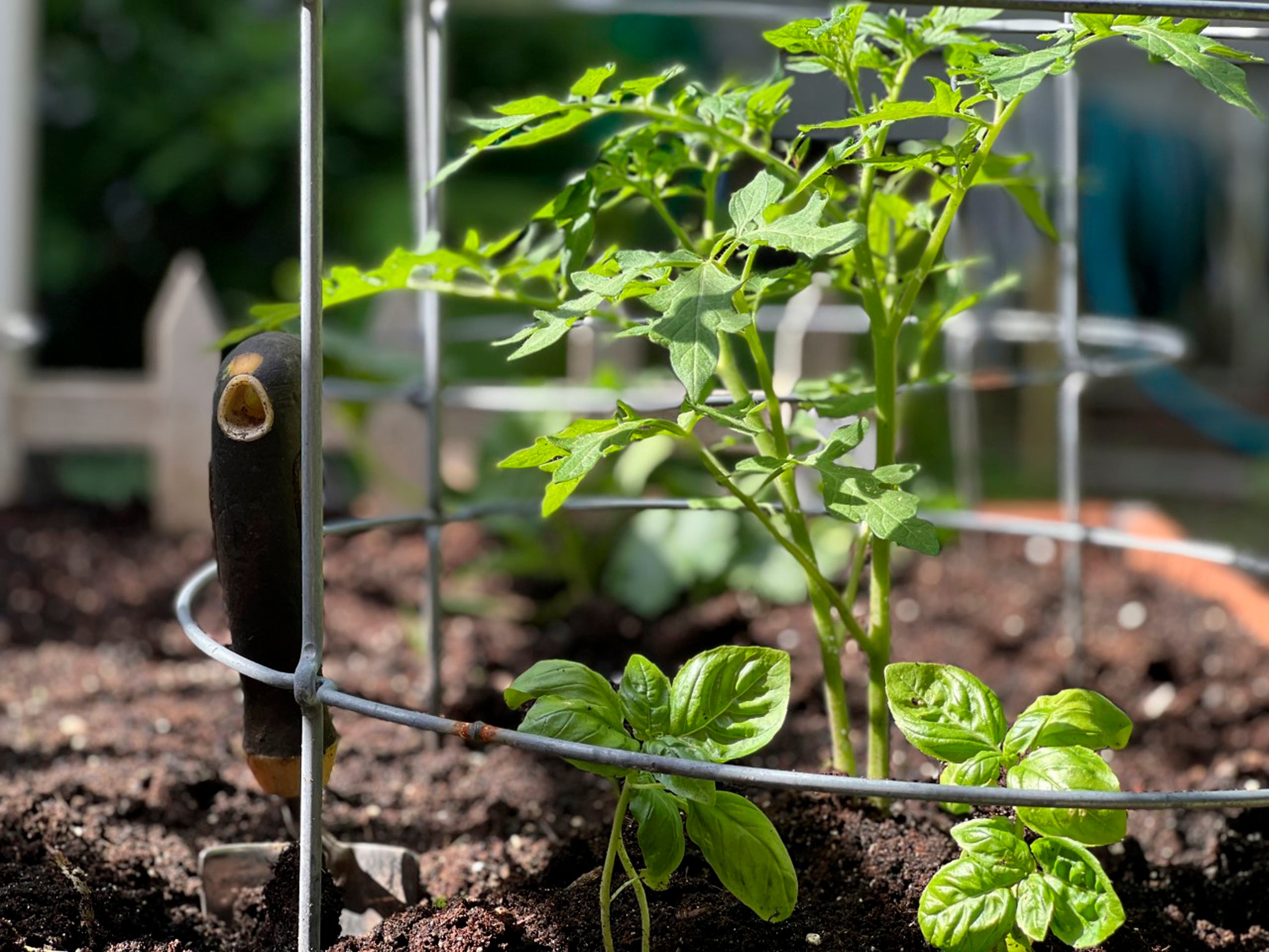 Image of Lettuce and tomatoes complementary crops