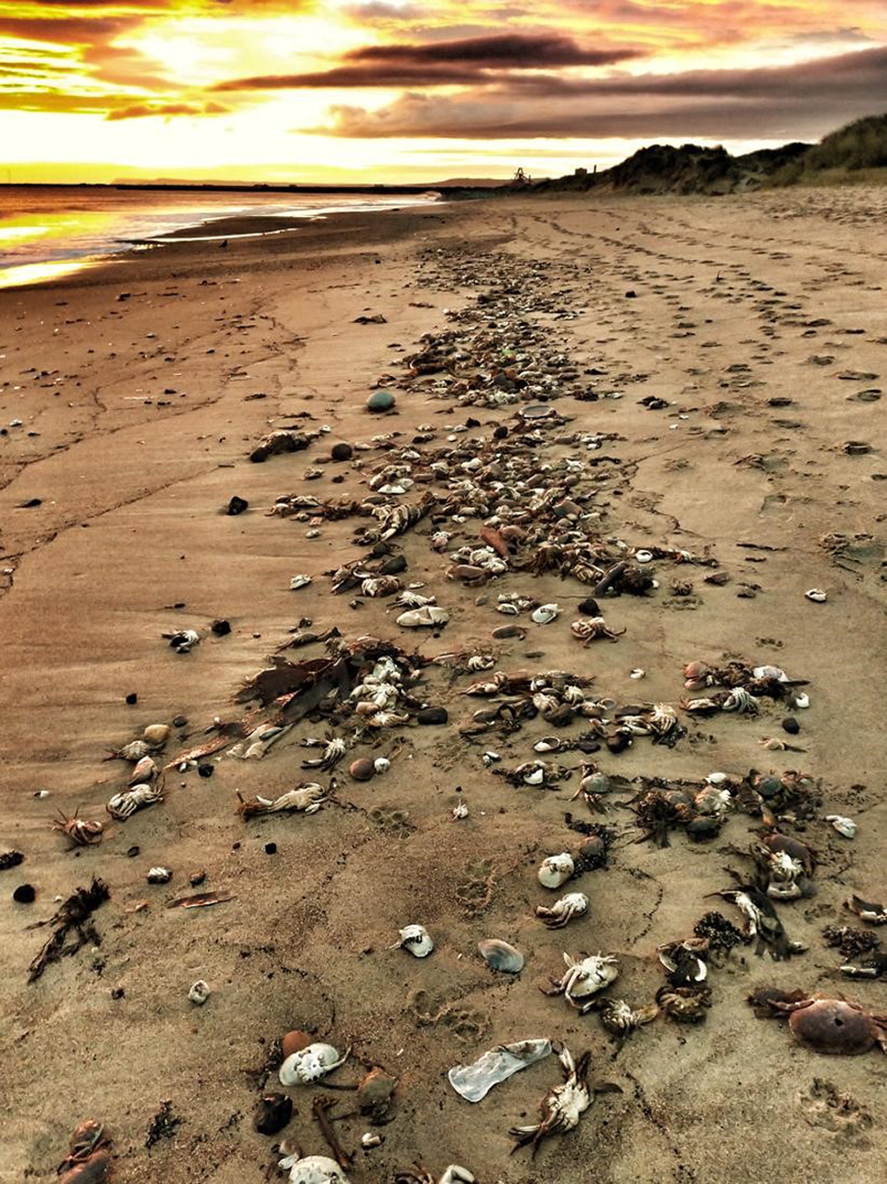 Hundreds of dead crabs on the beach at Seaton Carew, Hartlepool (Paul Grainger/PA)