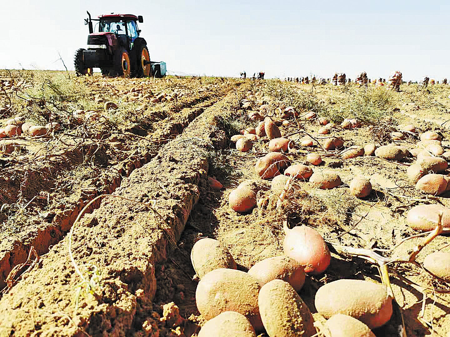 Potatoes are planted at a farm in the Kubuqi Desert, Inner Mongolia autonomous region