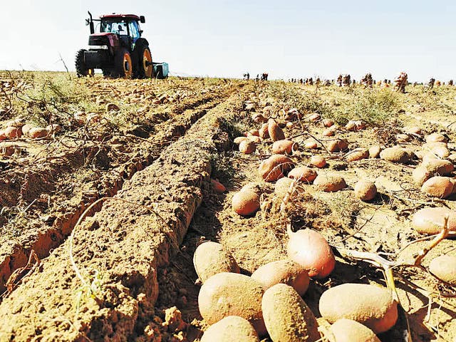 <p>Potatoes are planted at a farm in the Kubuqi Desert, Inner Mongolia autonomous region</p>