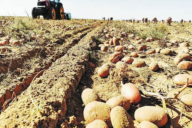 <p>Potatoes are planted at a farm in the Kubuqi Desert, Inner Mongolia autonomous region</p>