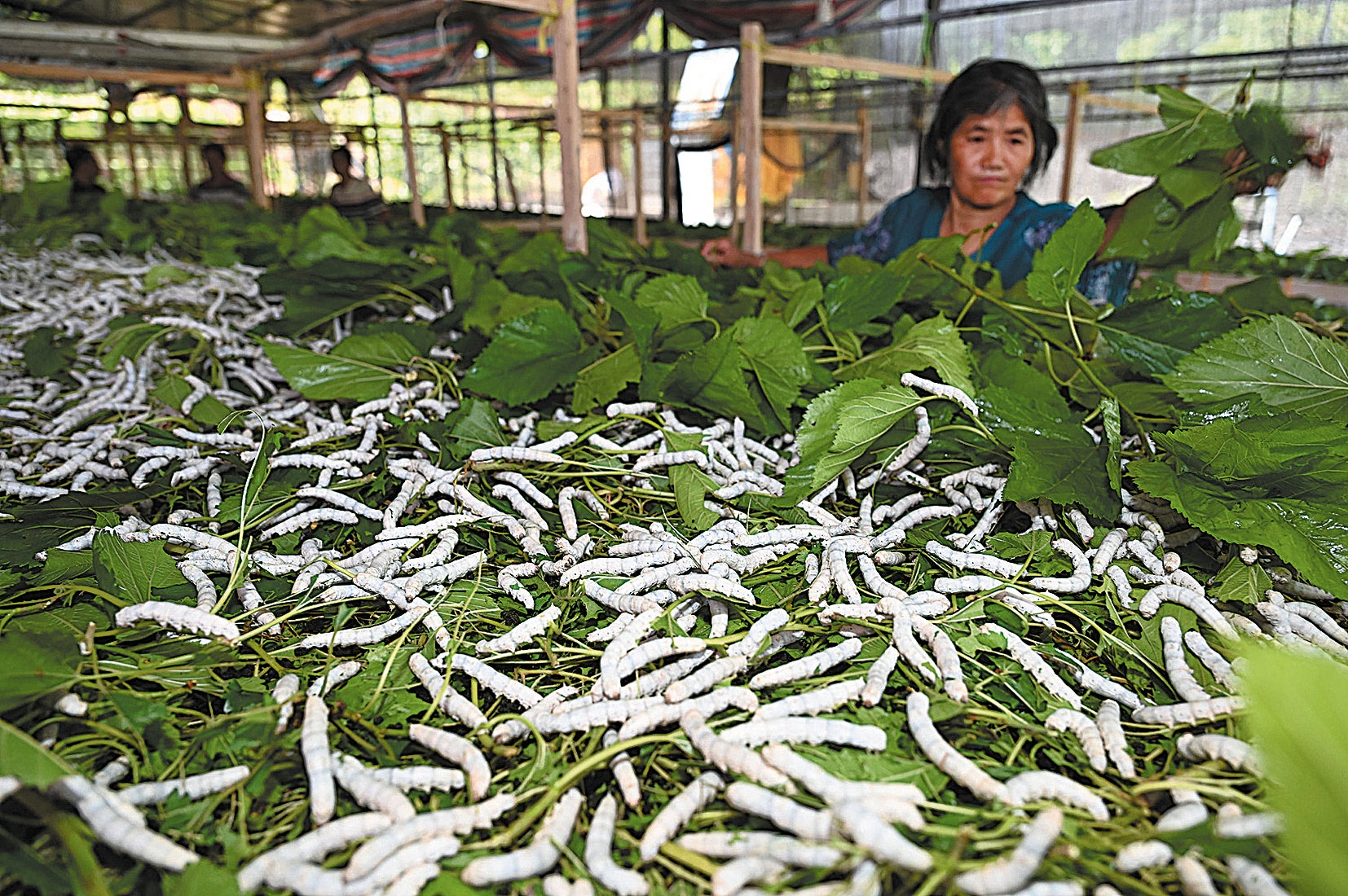 Xiaoman is the best time to cultivate silkworms.